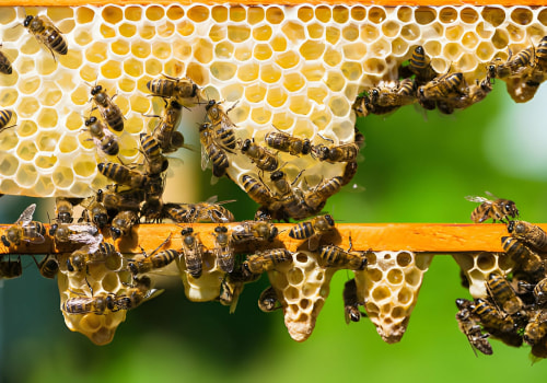 Exploring the World of Honey Varieties for Mead Making